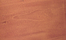 Rivestimenti particolari e trattamenti particolari